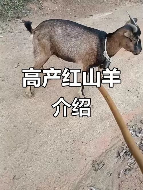 红山羊品种介绍