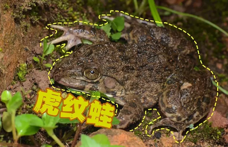 泰国虎纹蛙是国家保护动物吗
