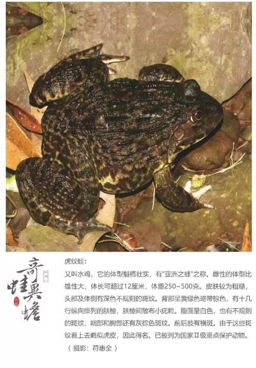 虎纹蛙能吃吗有毒吗