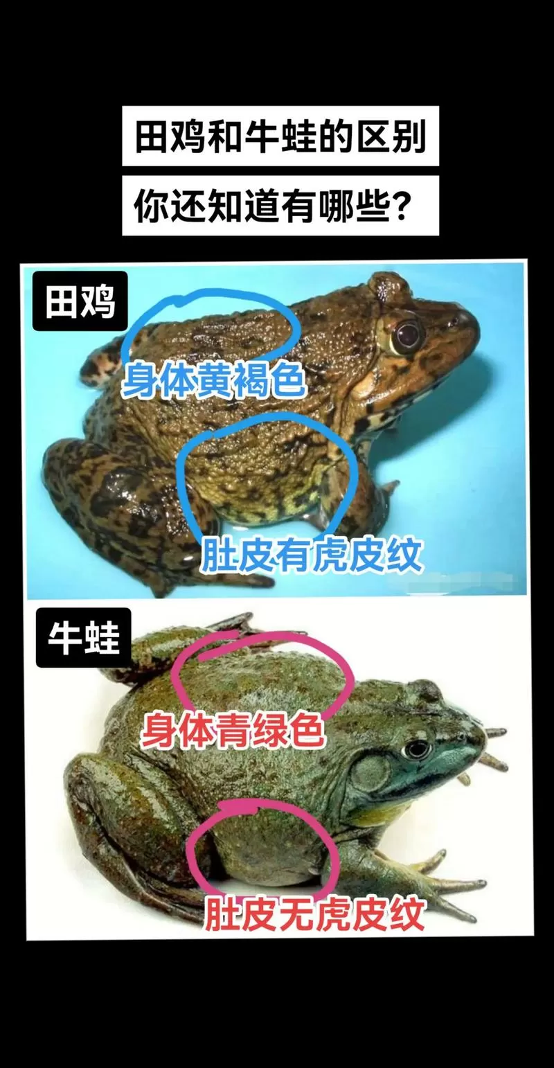 虎纹蛙和田鸡的区别