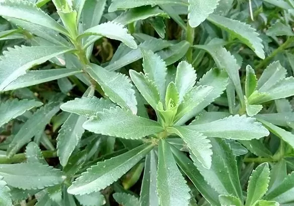 痒痒草的学名叫啥