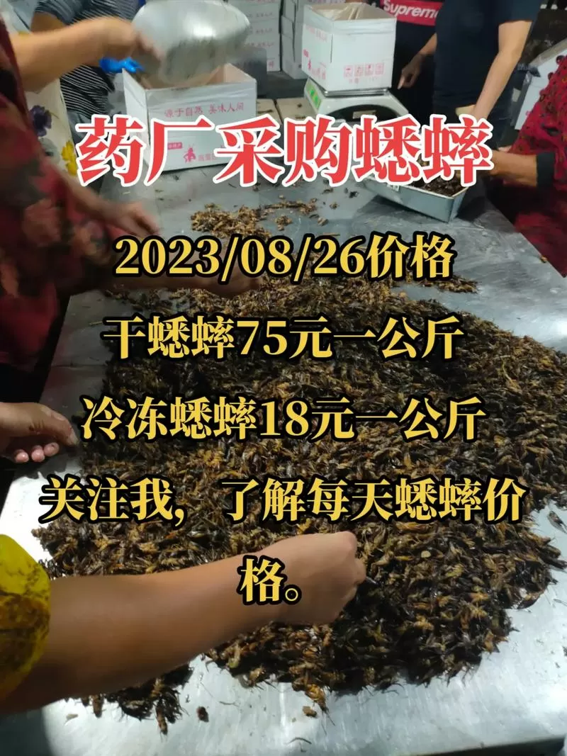 蟋蟀收购价目表