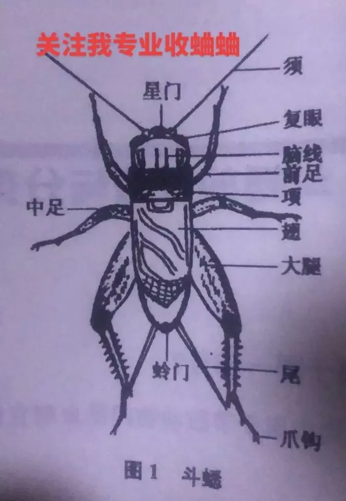 蟋蟀身体各部位图解截图
