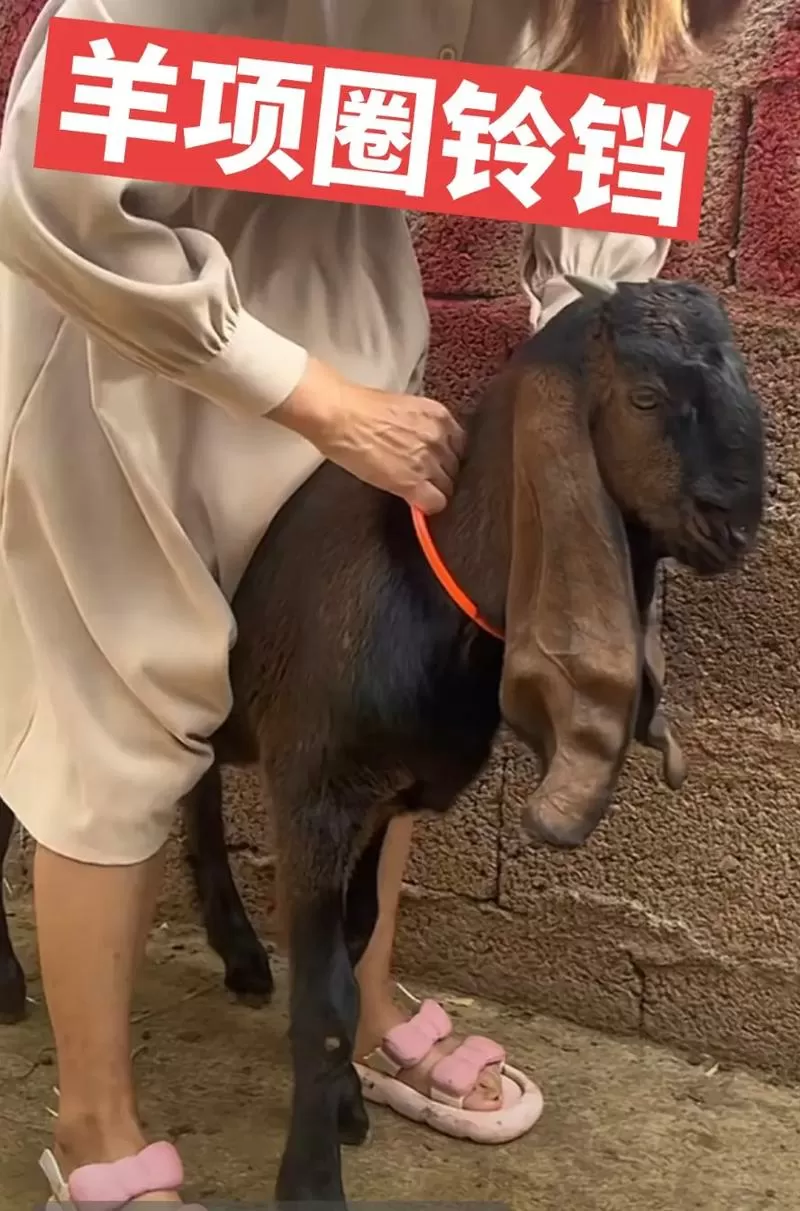 羊脖子上的绳子怎么拴