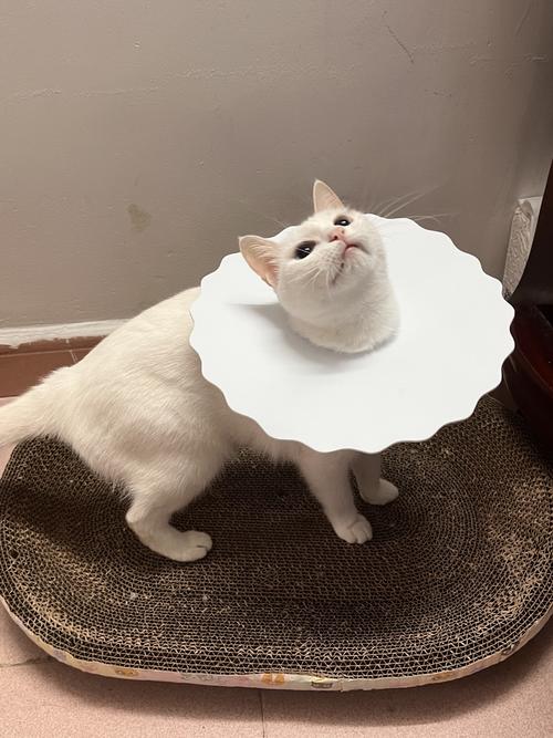圈小猫