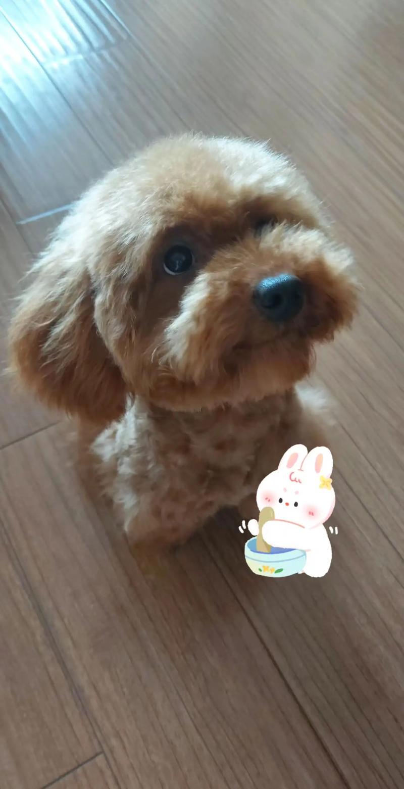 dodo