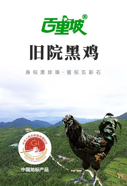旧院黑鸡和乌鸡的区别
