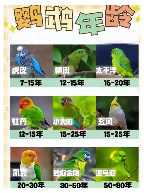 鹦鹉等级一览表