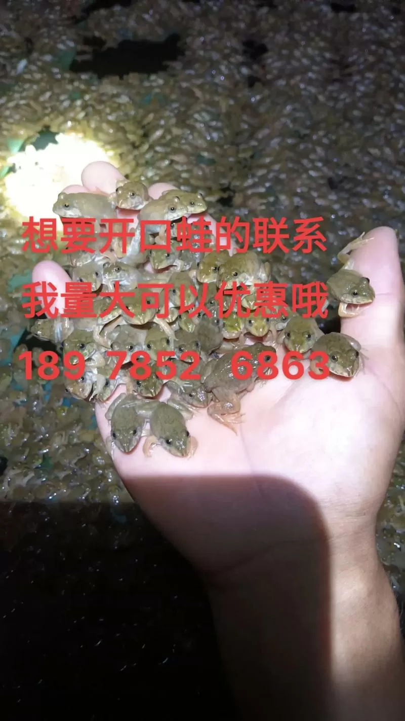 泰国虎纹蛙和中国虎纹蛙区别