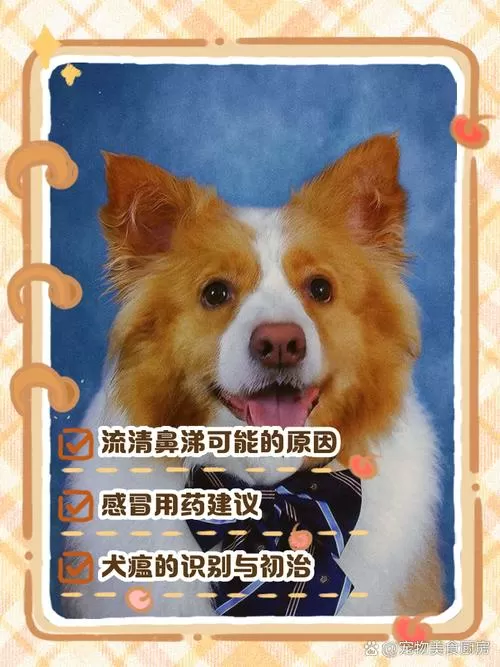 狗狗流鼻涕怎么办缩略图