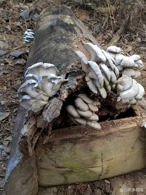 棺材的蘑菇能治什么病截图
