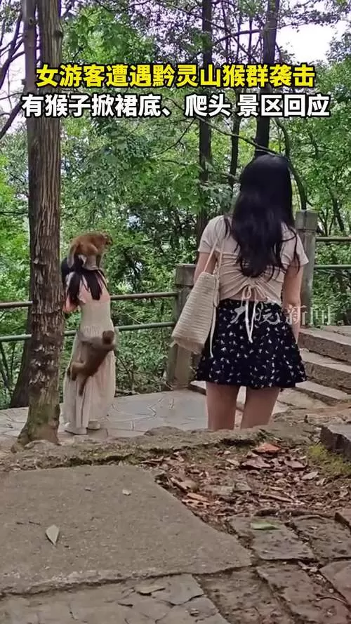 女子为景区猴群正名被上一课