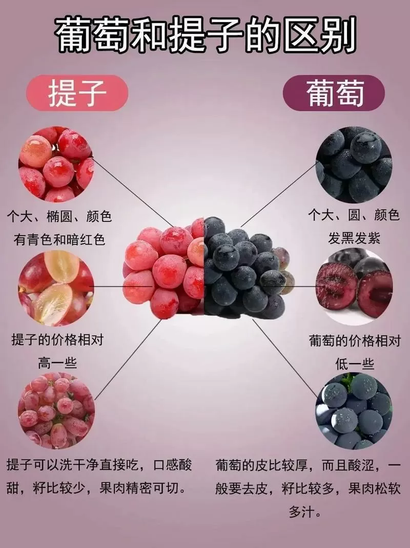 提子和葡萄的区别