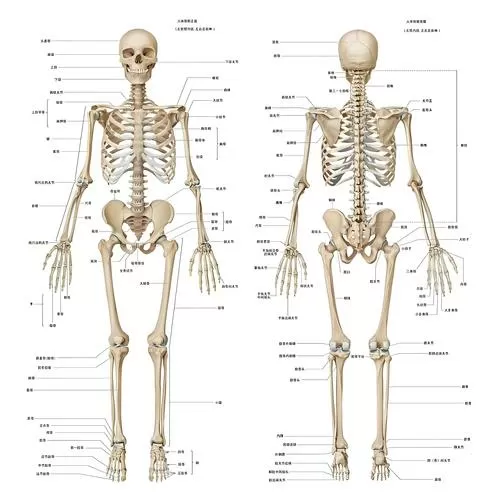 人体全身骨骼结构图游戏截图