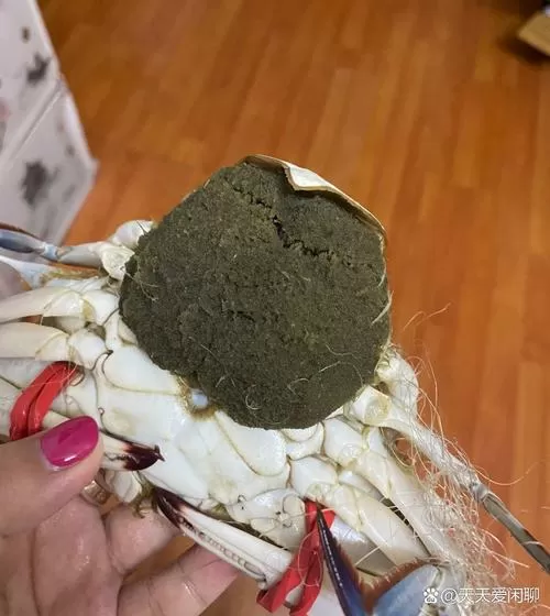 螃蟹肚子外面一大堆黄粒图片