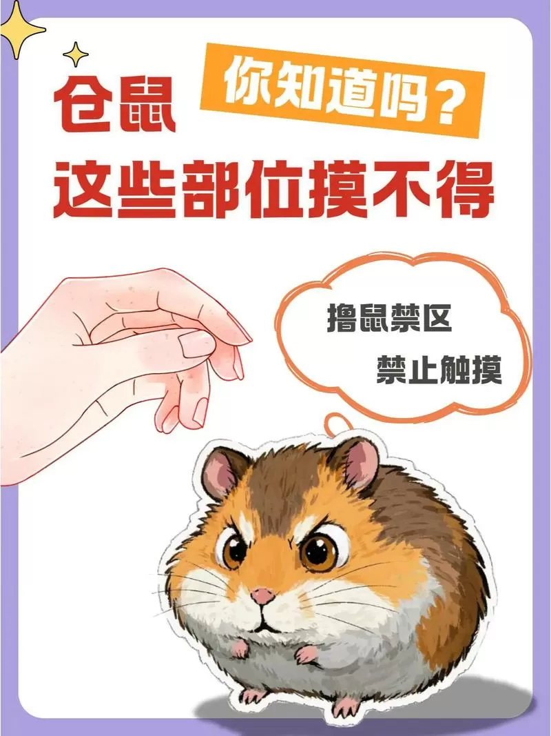 摸仓鼠会得鼠疫吗缩略图