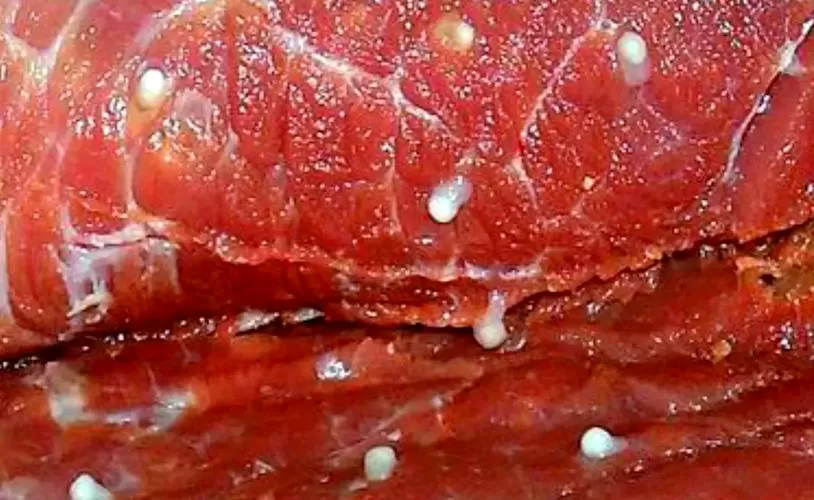 猪肉寄生虫图片