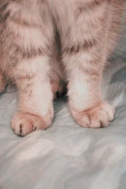 Furry爪控吧的脚垫