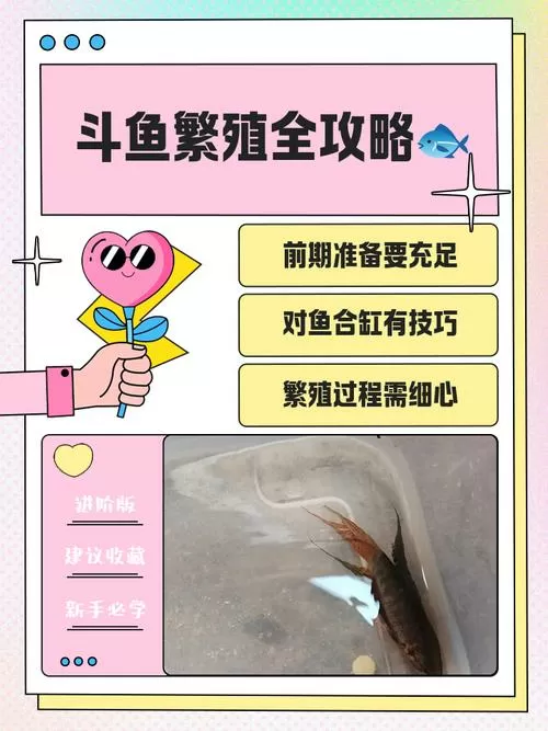斗鱼怎么配对繁殖