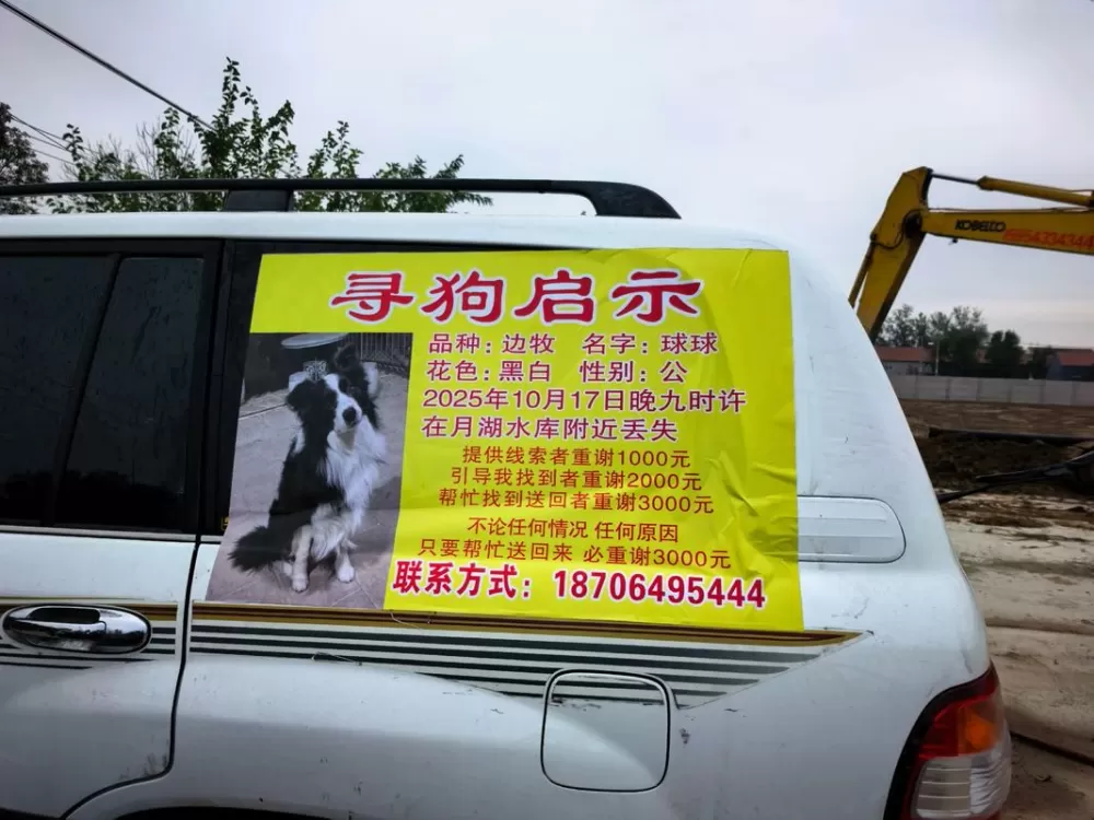 悬赏狗最新版国语版在线观看