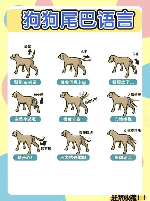 狗尾巴下垂和上翘的区别