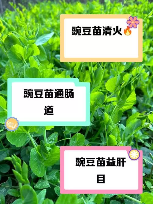 豆苗的好处和坏处缩略图