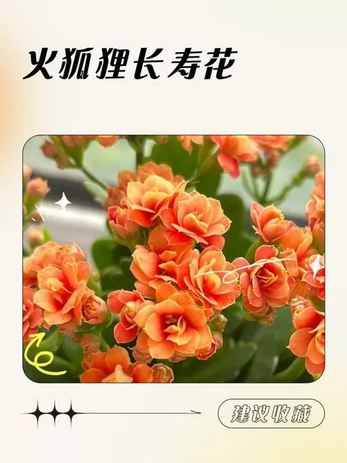 长寿花有什么功效图标