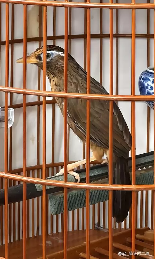 顶级画眉鸟王