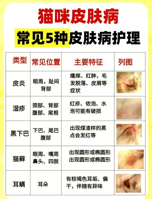 猫咪常见病一览表截图