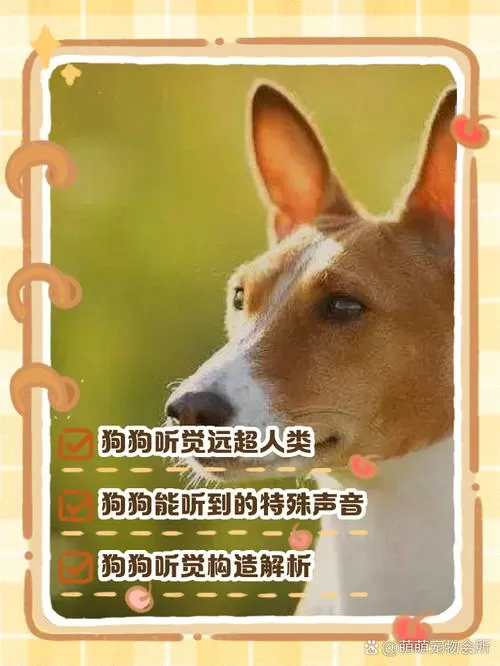狗的听力范围多少千米